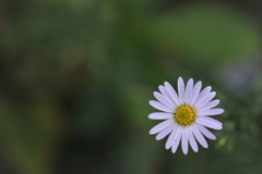 花一輪