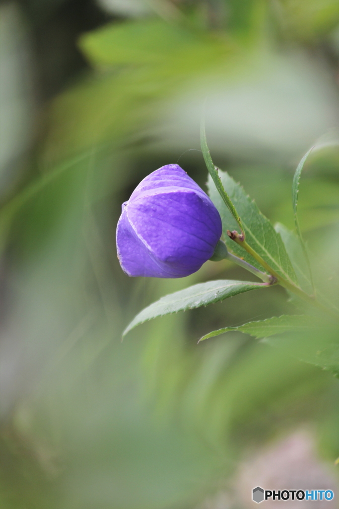 蕾