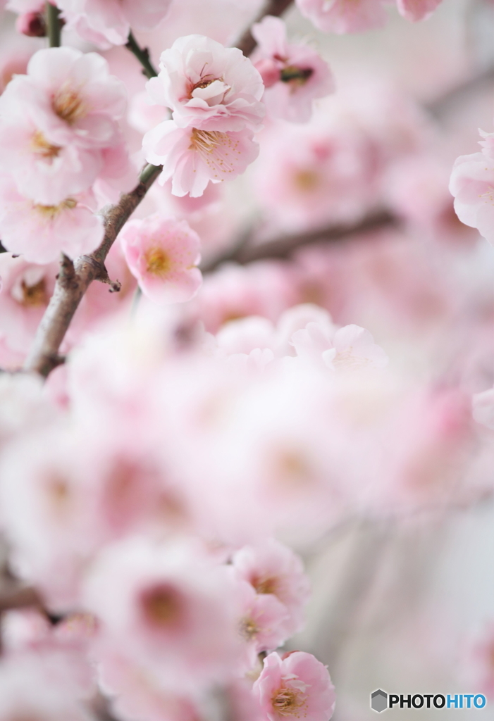 春爛漫..1