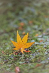 秋、ひとひら、、