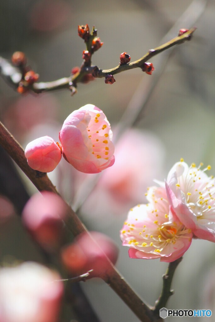 早春