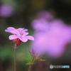 花、一輪、、