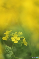 早春