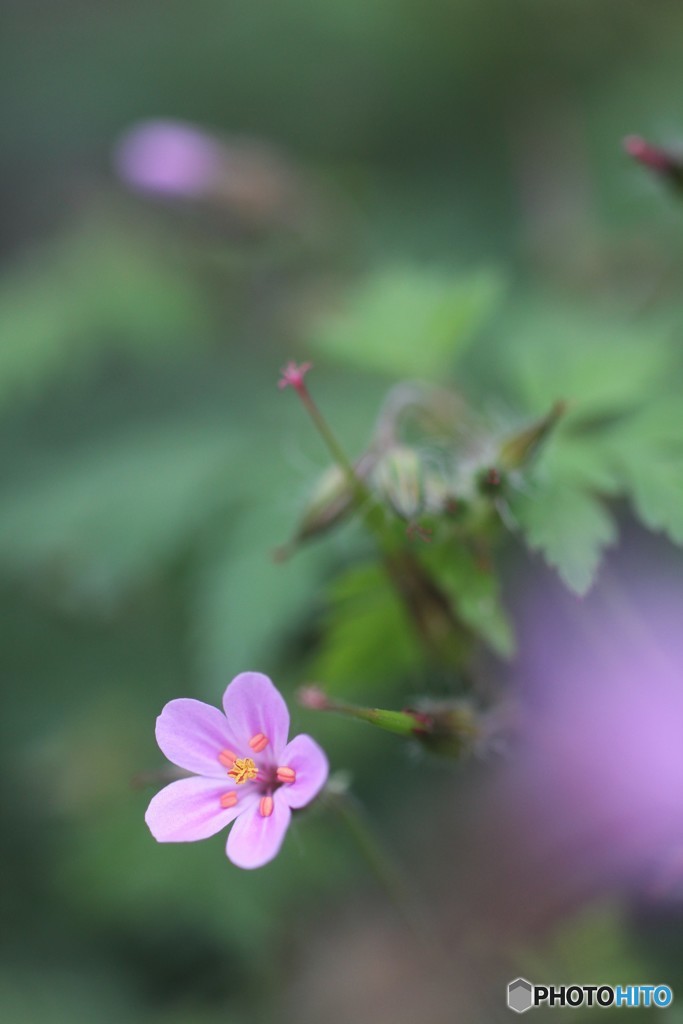 花一輪