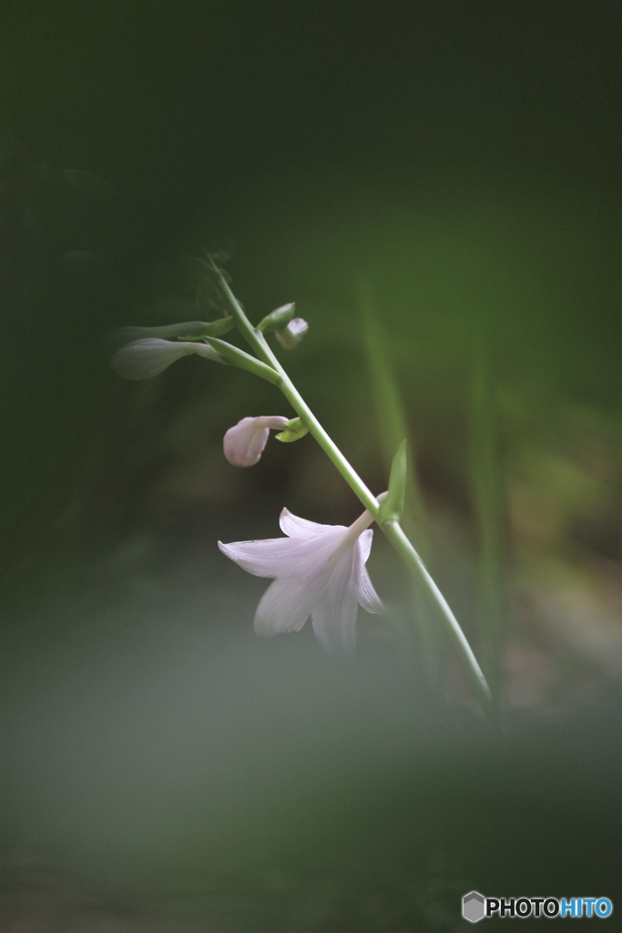 花一輪...
