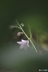 花一輪...