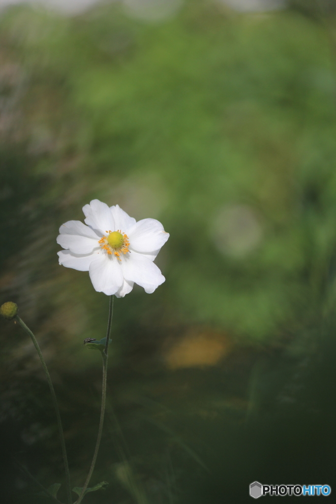 花、一輪、、