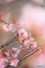 In the dream