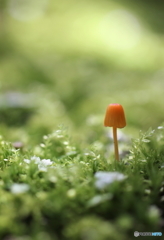 雨上がり、、