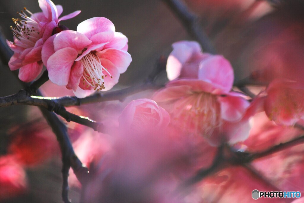 早春