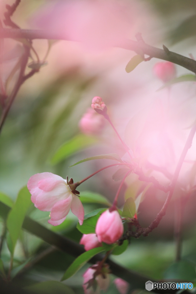 In the dream