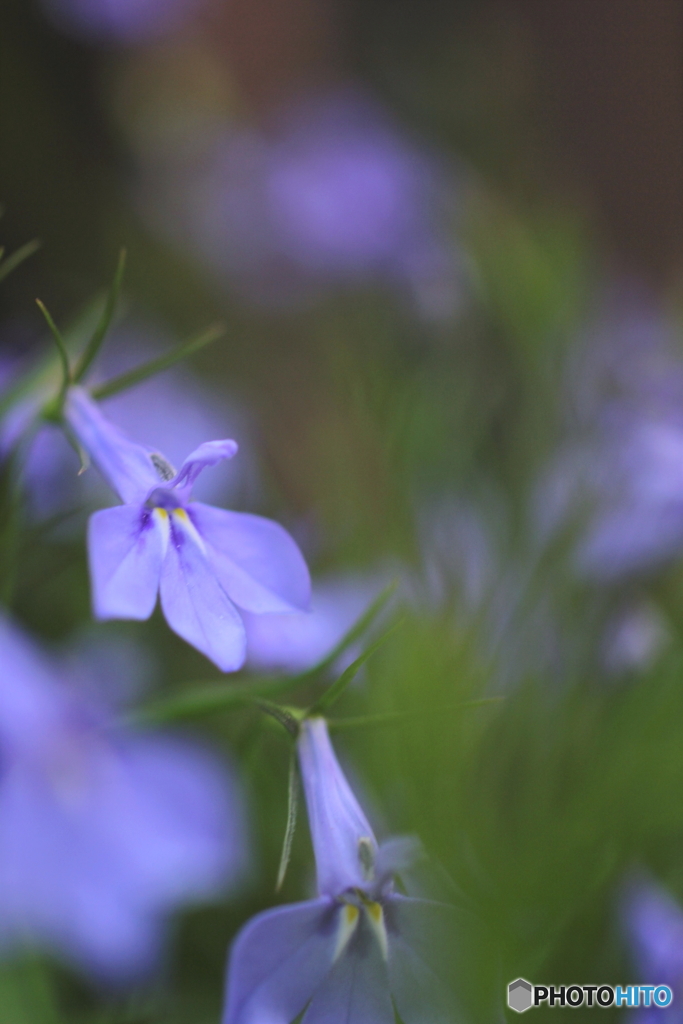 Blue fairy