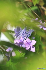 初夏の日差し