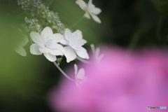 梅雨の彩り