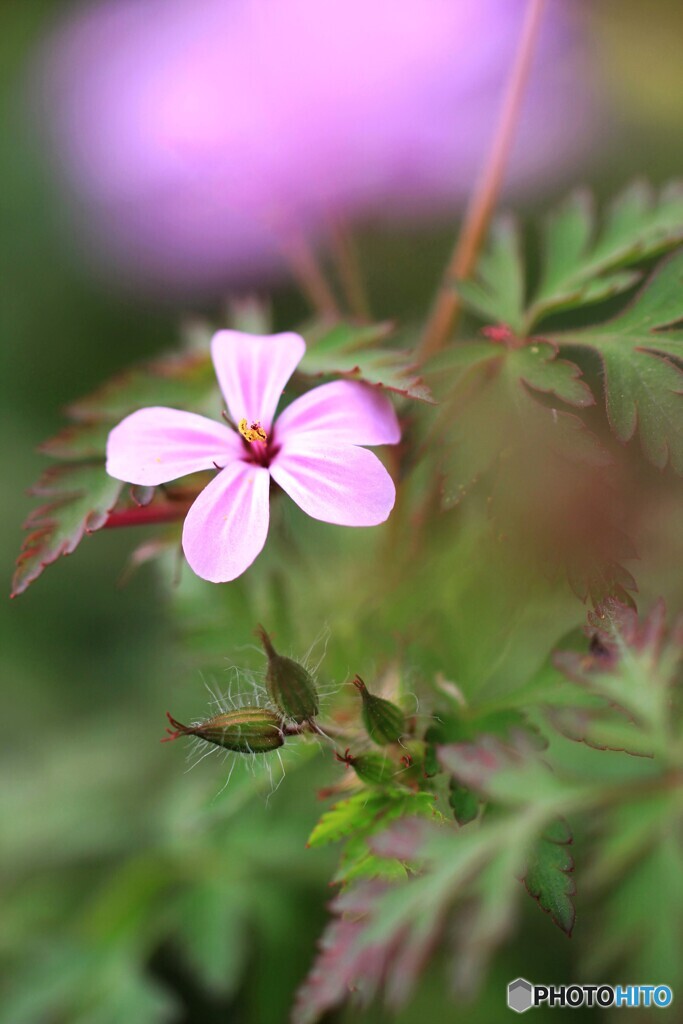 花、一輪、、