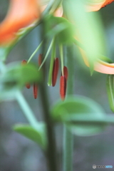 蕊