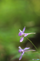 花、一輪、、