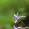 花、一輪、、