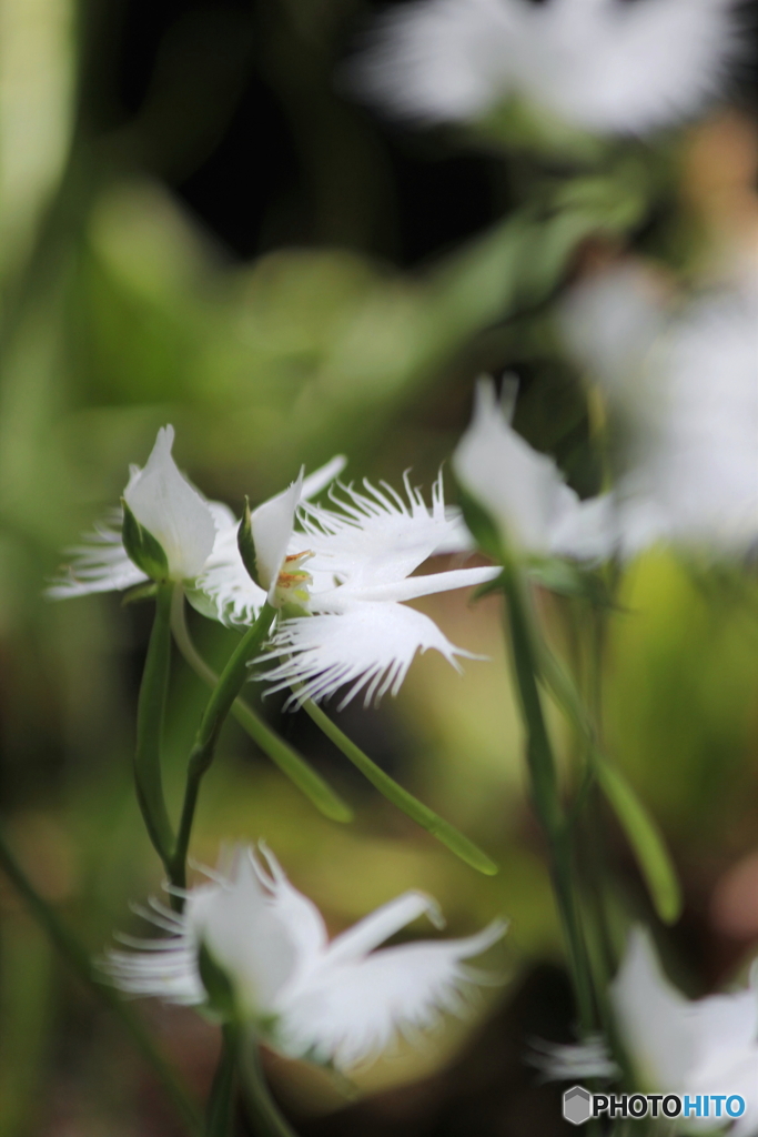 秋の踊り子たち