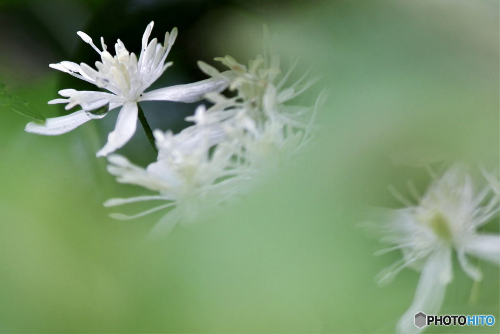 妖精たちの舞踏会