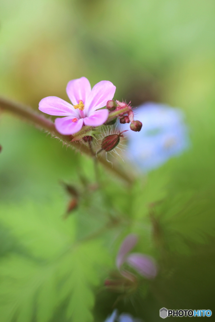 花一輪