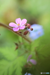 花一輪 花一輪