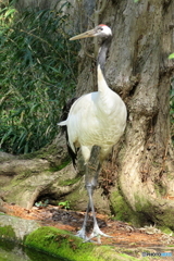 動物園 