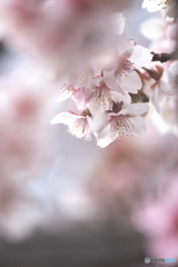 満開