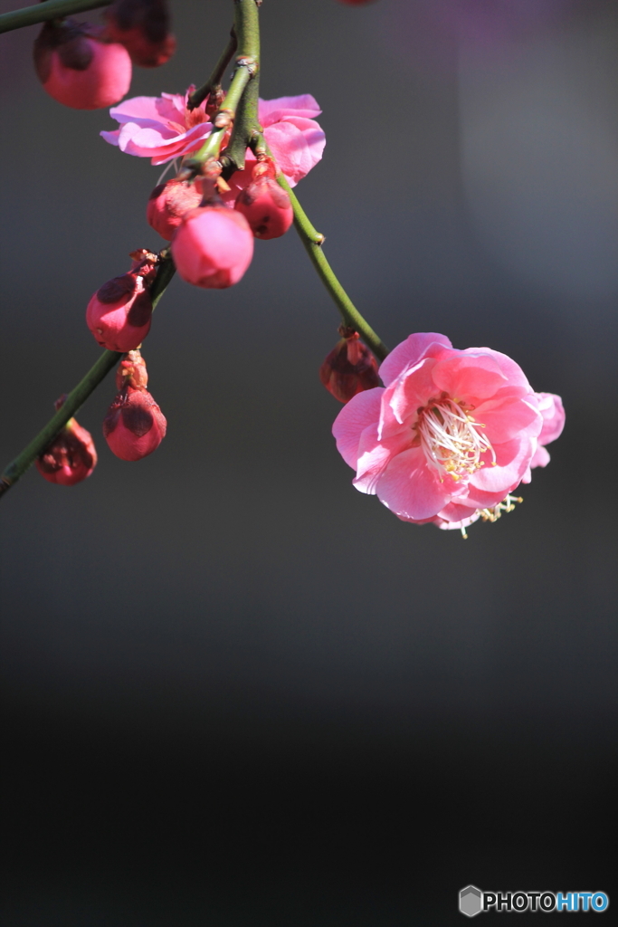 花、一輪、、