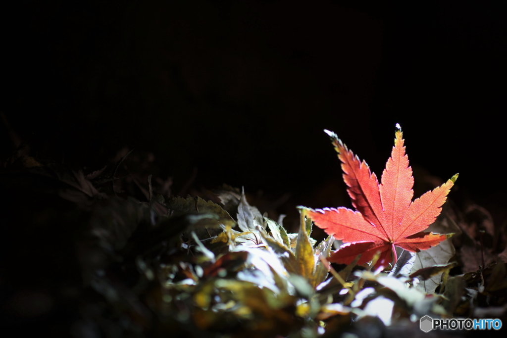 真夜中の紅葉