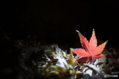 真夜中の紅葉