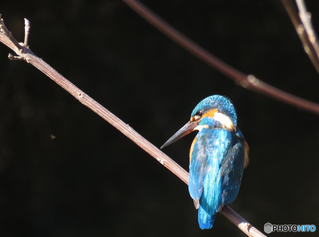 カワセミ