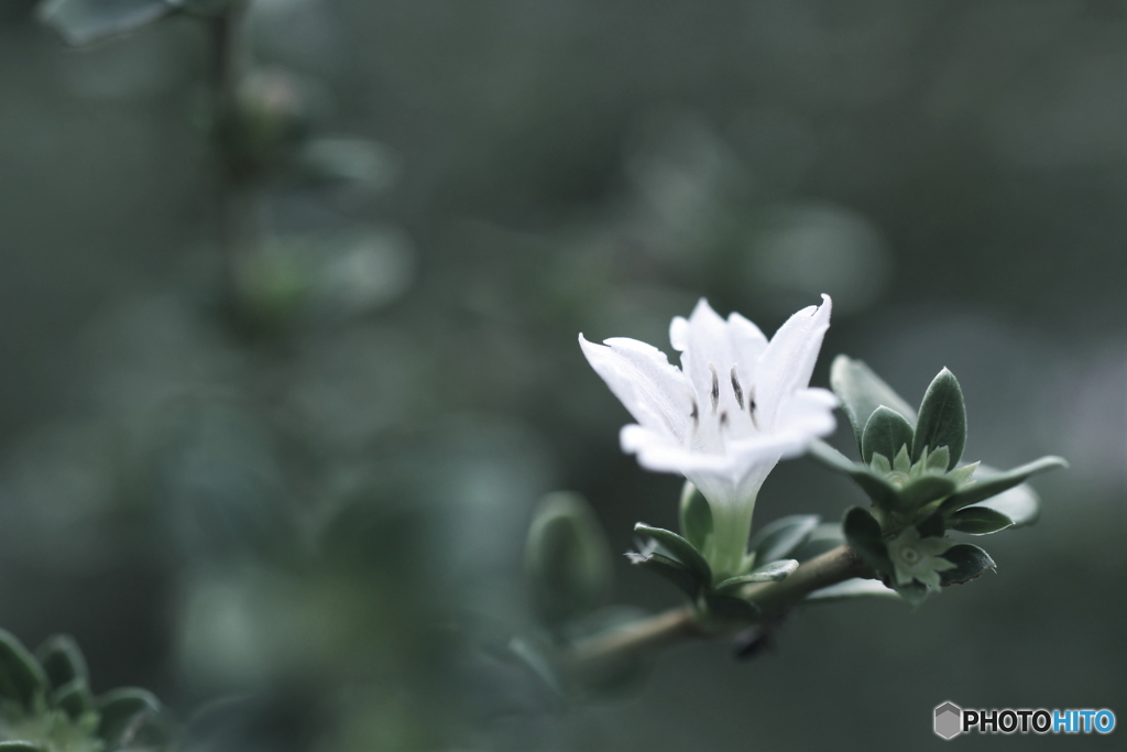 花一輪