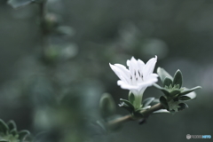 花一輪
