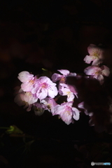 夜桜