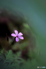 花、一輪、、