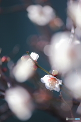 早春