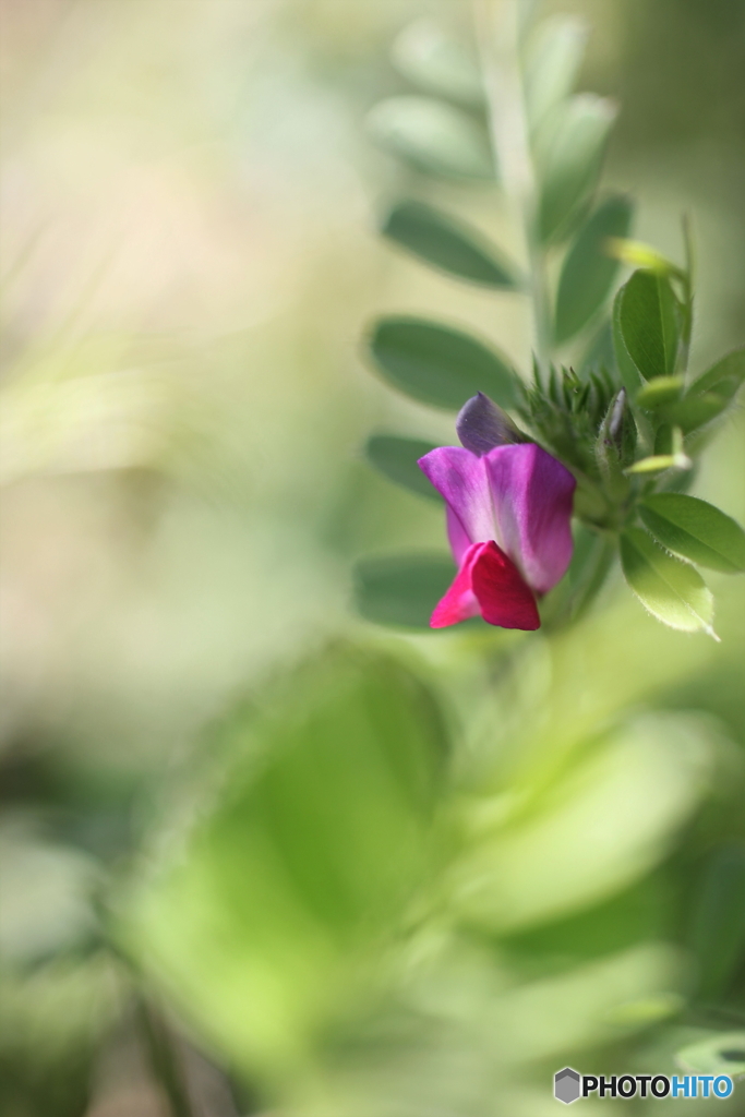 花、一輪