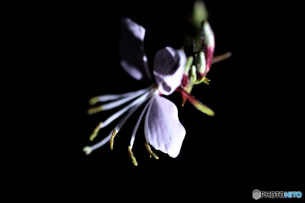 夜の女王..1