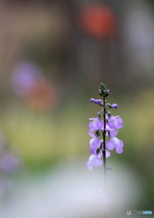 花一輪..