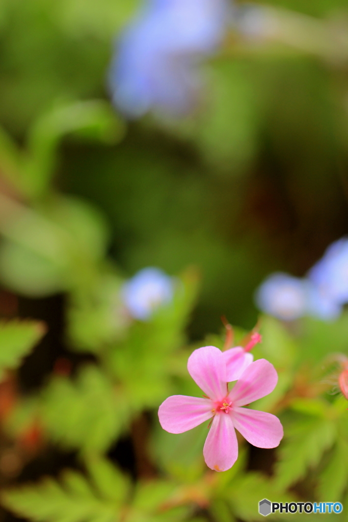 花、一輪、、