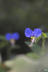 花、一輪、、 花、一輪、、