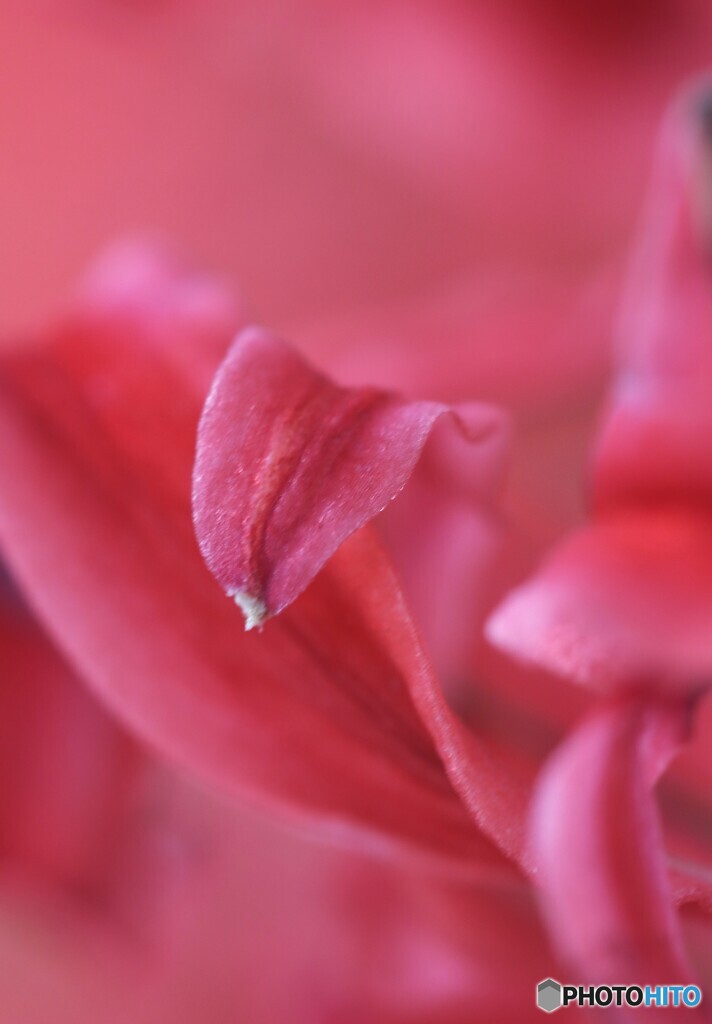 In the dream 