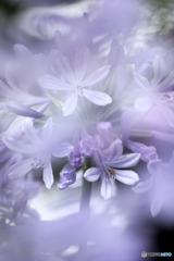 花の舞