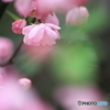春の日差し