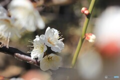 早春