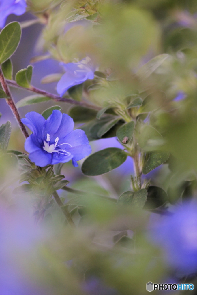 花のある風景