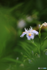 花、一輪、、