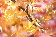 秋の色模様