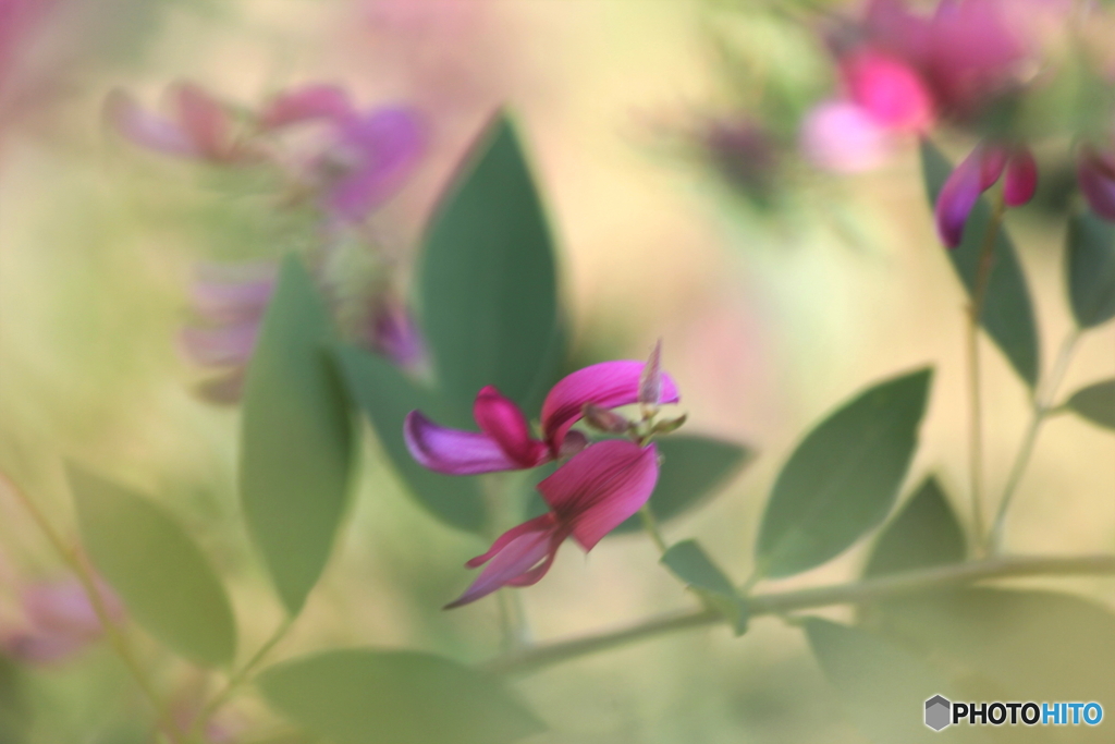 花のある風景